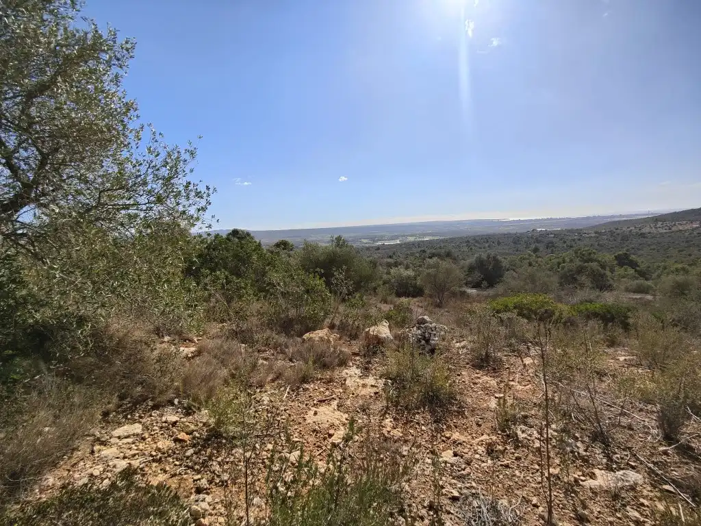 Terreny rústic en venda a Llevant, imagen 16