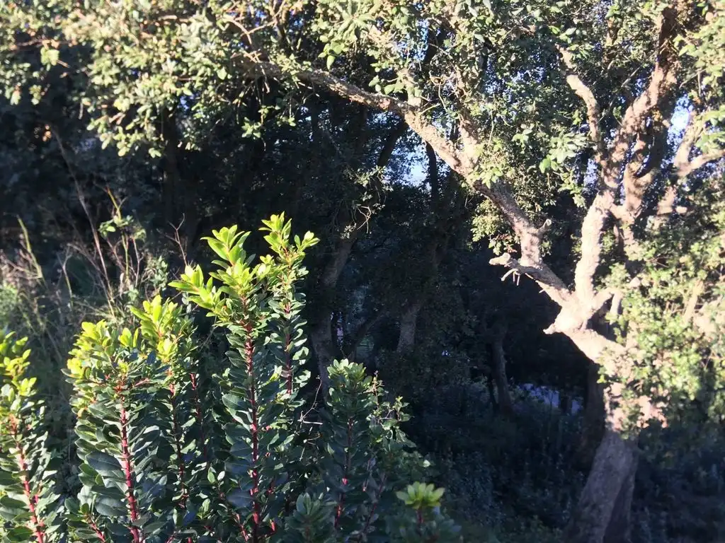 Jardí de Oficina en venda en Maçanet de la Selva