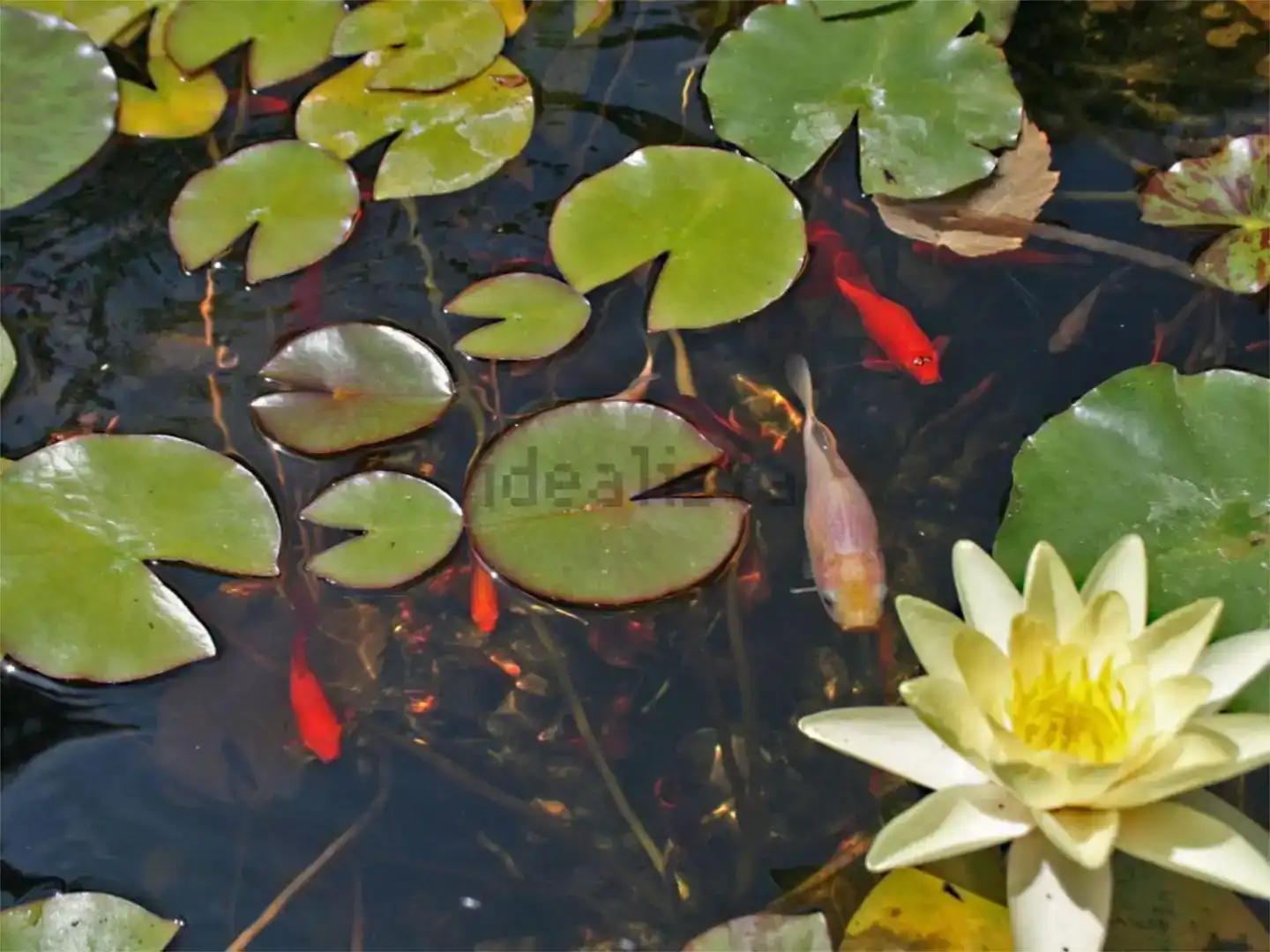 Jardí de Pis en venda en Lloret de Mar amb Jardí privat i Piscina