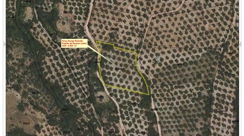 OLIVAR DE SECANO DEHESA DE PEÑOLITE, immagine 4