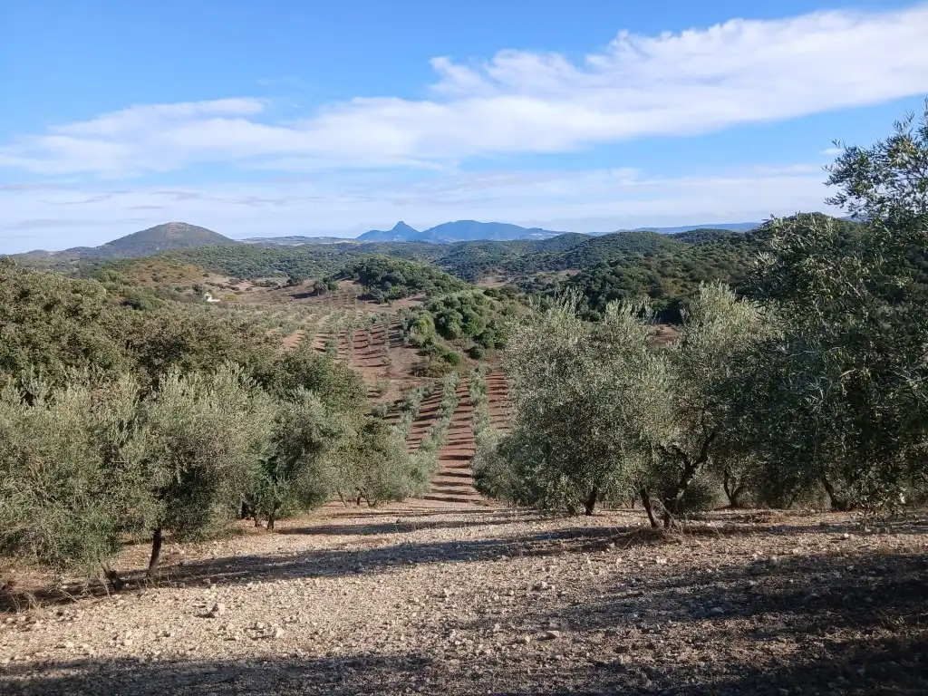 Residential for sale in Morón de la Frontera
