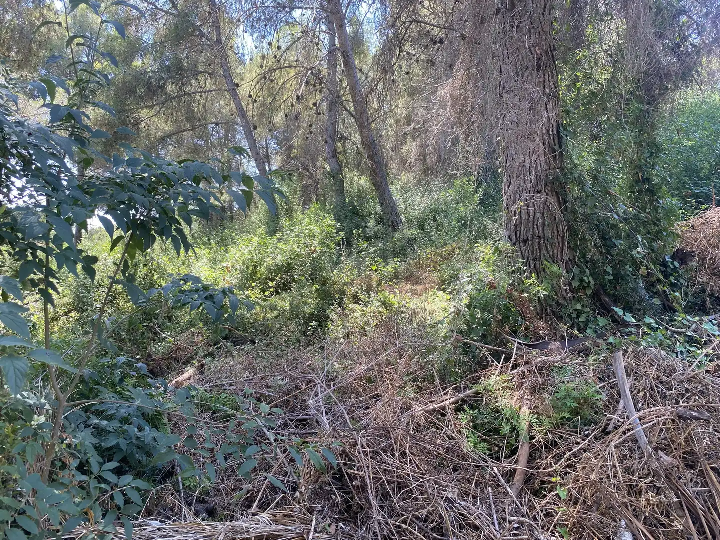 Residential land for sale in Urbanitzacions de Llevant, imagen 10