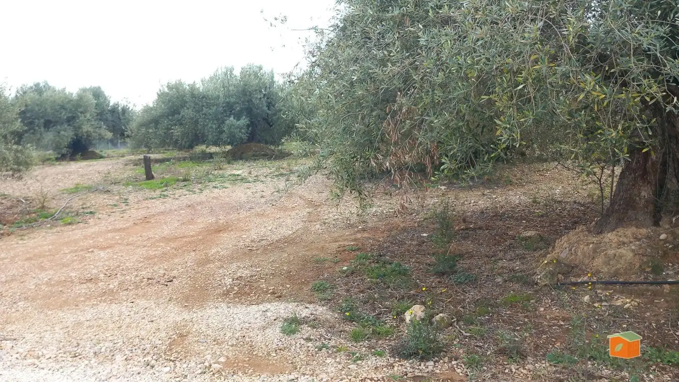 Terreno rustico in vendita a Alcanar, imagen 11