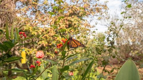 Photo 2 of Single-family semi-detached for sale in Carretera General de Miraflor, San José del Álamo - El Hornillo, Las Palmas