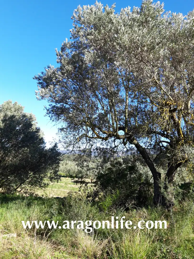 Rural land for sale in C-43, imagen 11