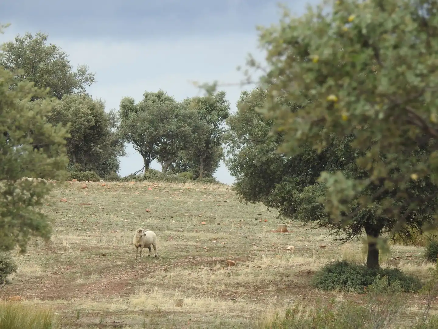 Terreni e lotti in vendita a Peraleda de la Mata, imagen 20