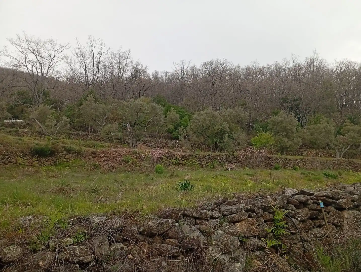 Terreni e lotti in vendita a Valverde de la Vera, imagen 2