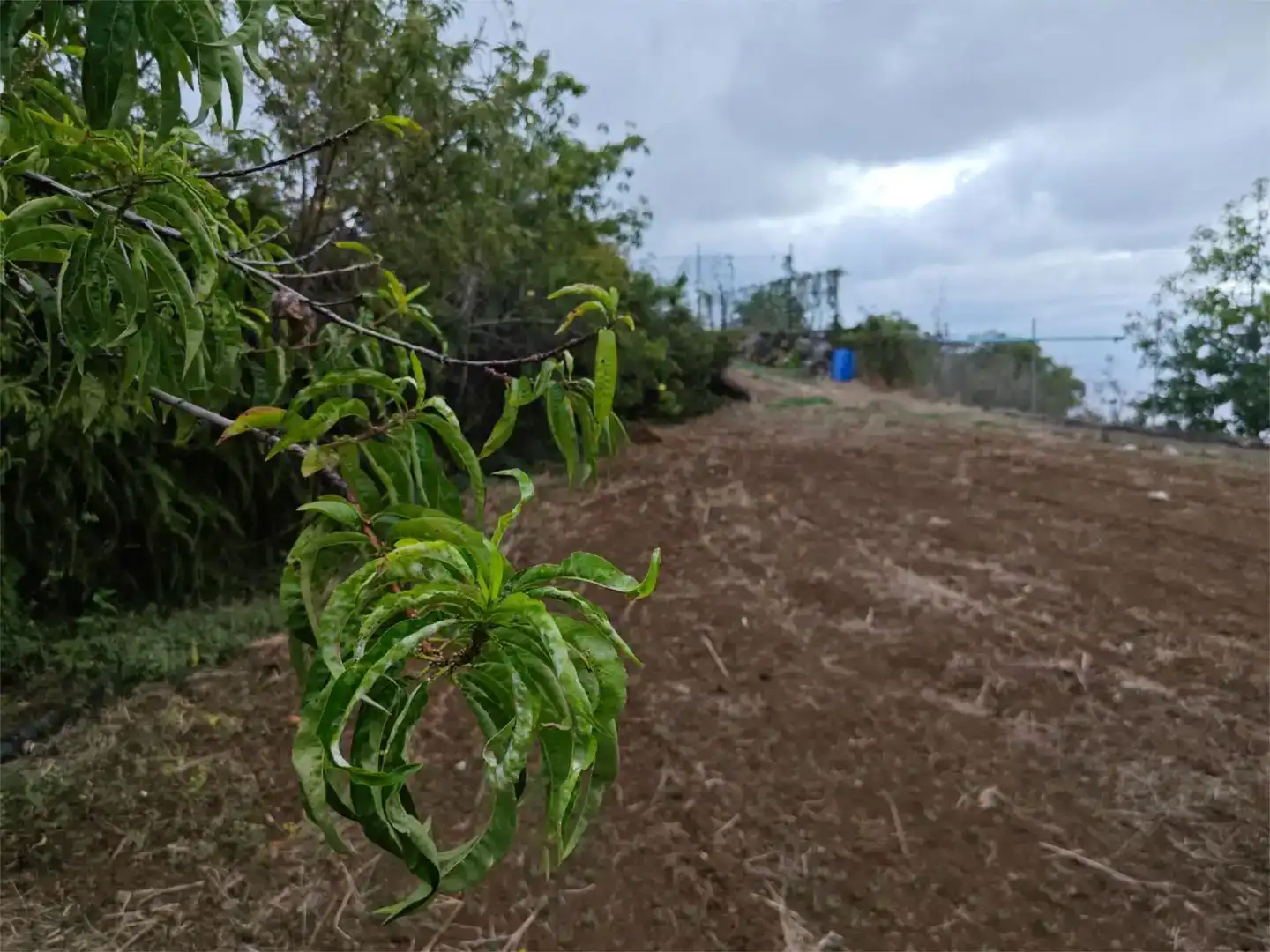 Casa o chalet en venta en Breña Alta con Jardín privado, Trastero y Amueblado