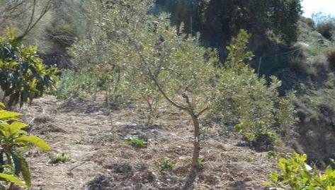 Photo 2 of Land for sale in Diseminado R37, 1, El Cortijuelo, Málaga Capital