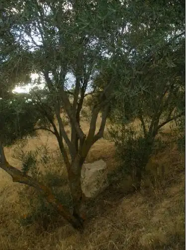 Terreni e lotti in vendita a Alhama de Granada, imagen 5