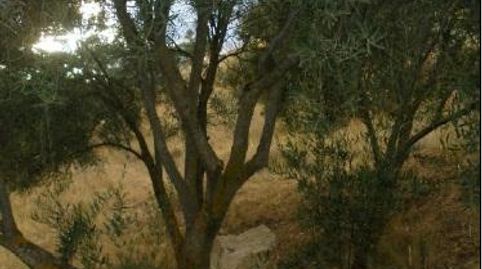 OLIVAR PARA CONSUMO PROPIO, OPCIÓN CASETA DE APEROS., imatge 5