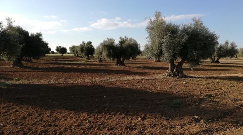 oferta de olivar , immagine 3
