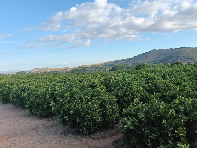 Terreno en Venta en Llocnou d'En Fenollet