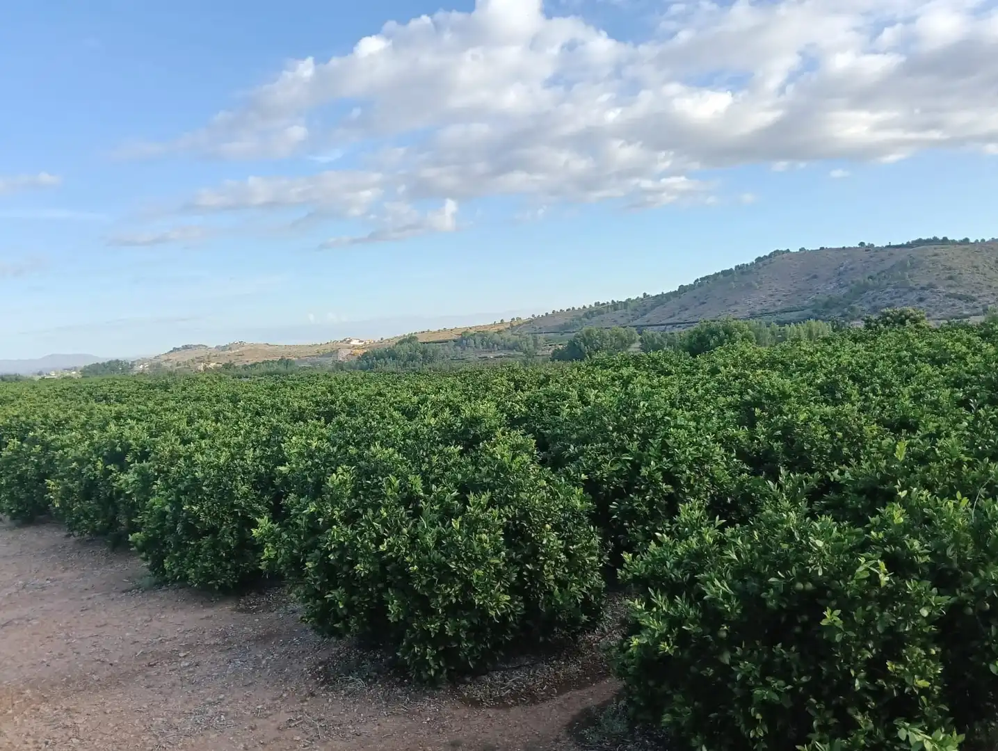 Terreny rústic en venda a Llocnou d'En Fenollet