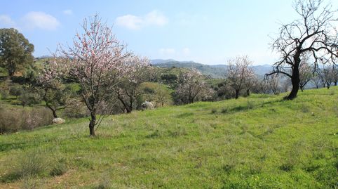 Finca en carretera de Almogía (Málaga), immagine 5