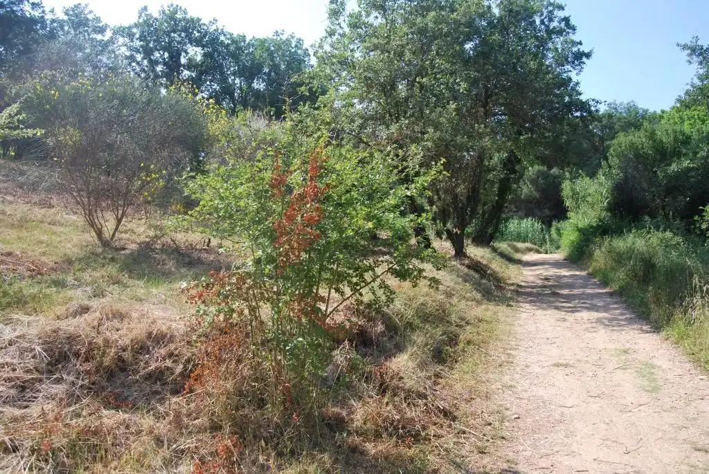 Terreny rústic en venda a Sant Celoni, imagen 4