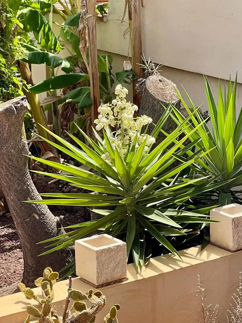 Garden of Houses for rent in Radazul