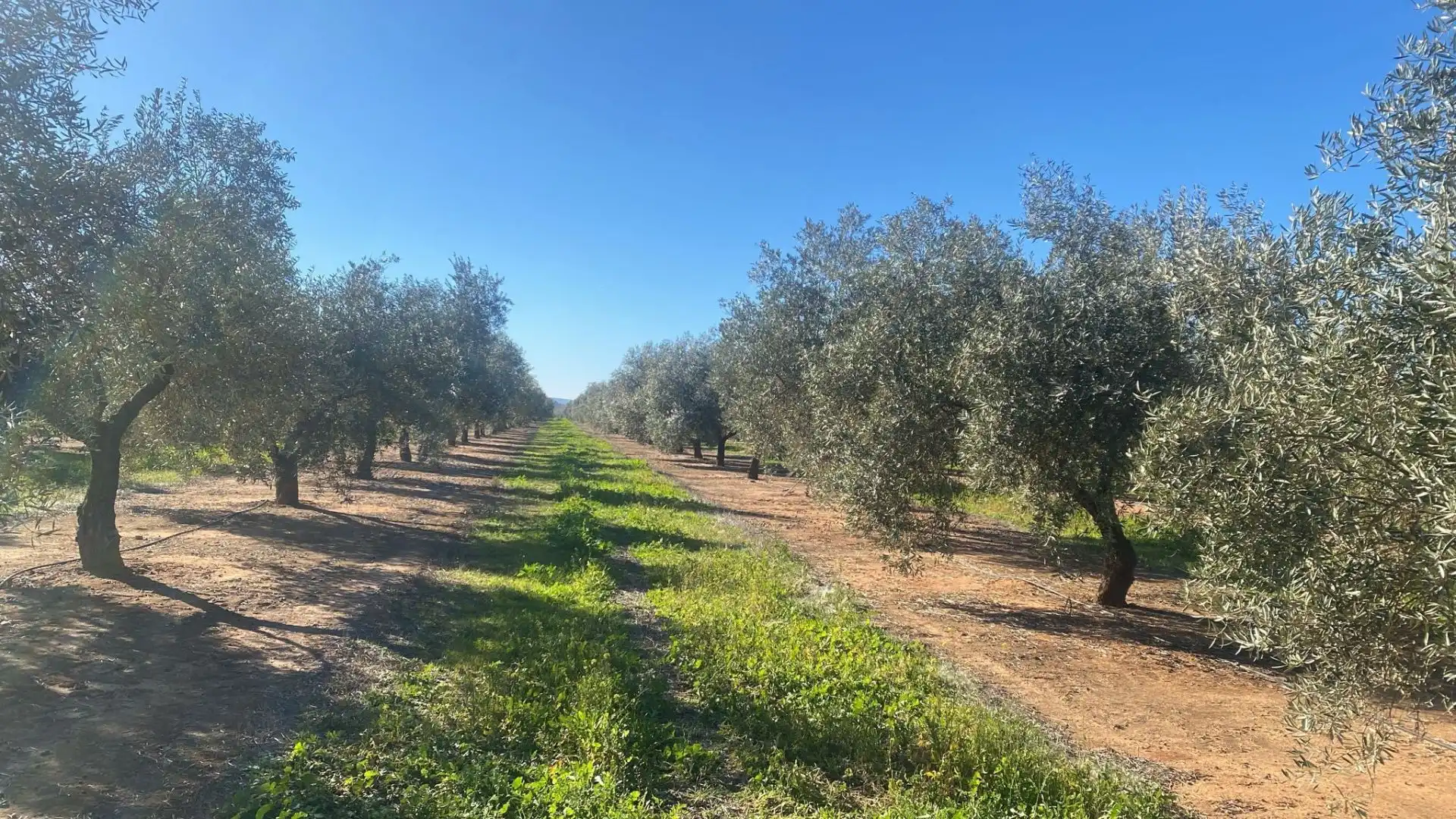 Terreni e lotti in vendita a Jabalquinto, imagen 6