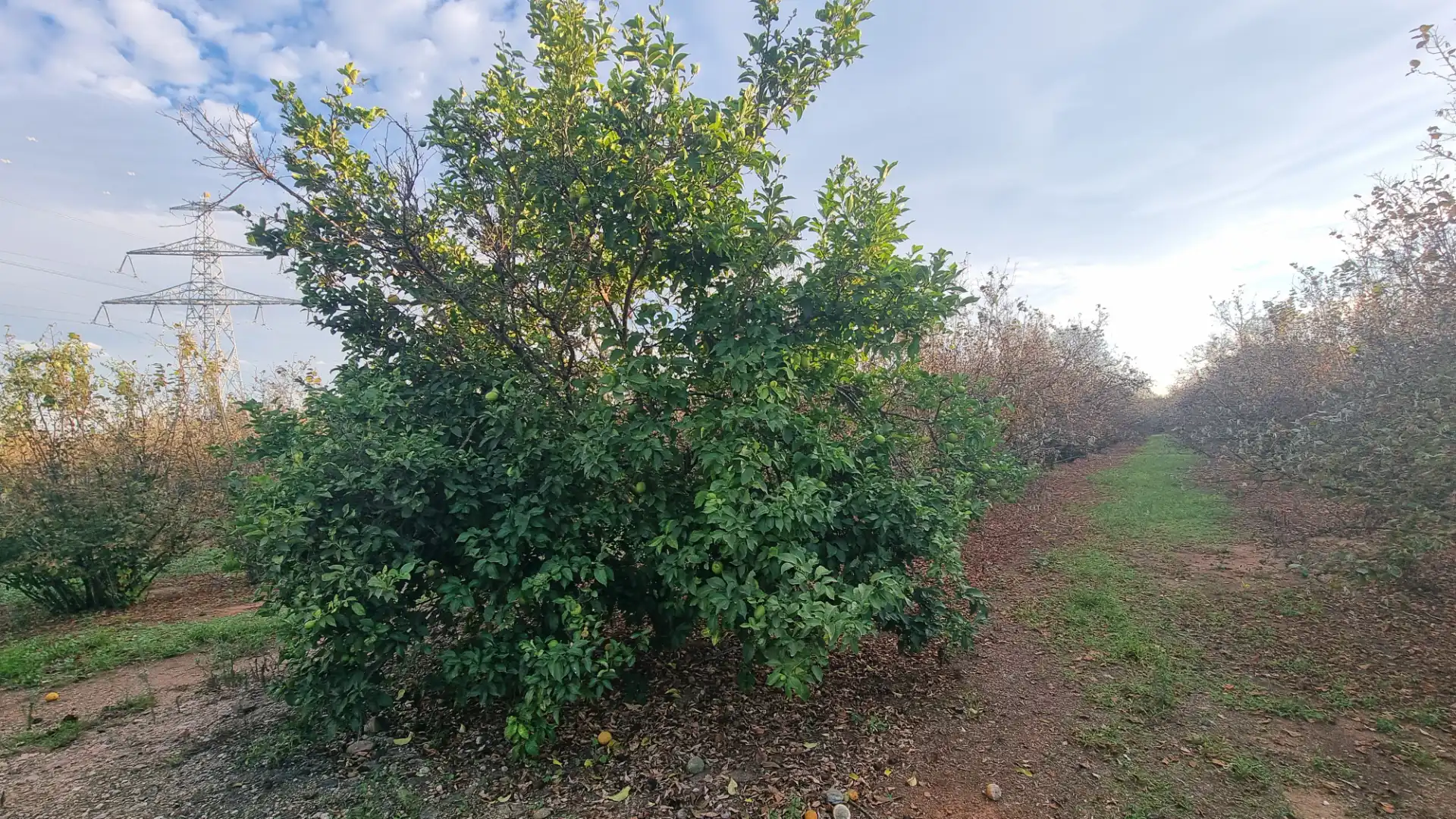 Terreno en venta en Vilallonga del Camp