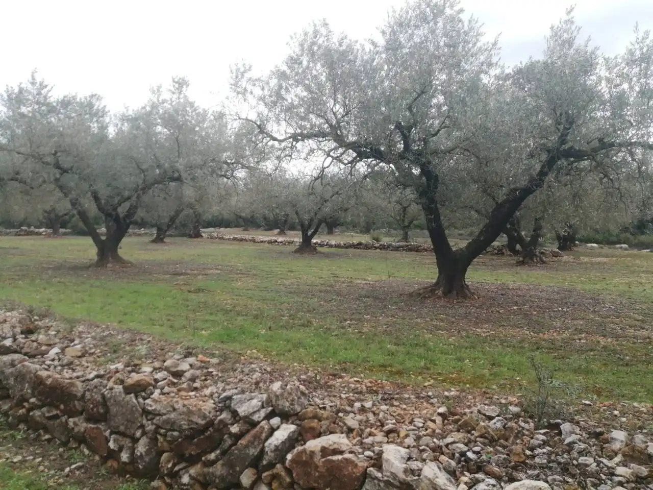Rural land for sale in Calle Camino de Godall, imagen 12