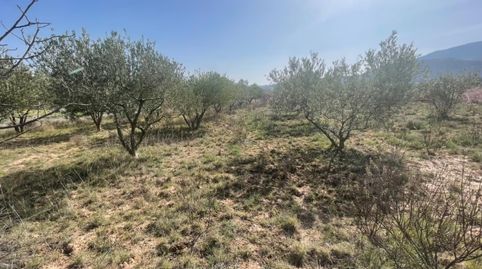 Finca cerca del pueblo, immagine 4