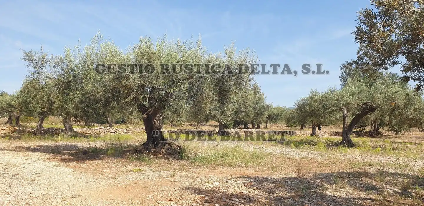 Terreno rústico en venta en Polígono 1, imagen 2