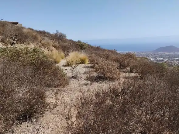 Rural land for sale in Centro, imagen 11