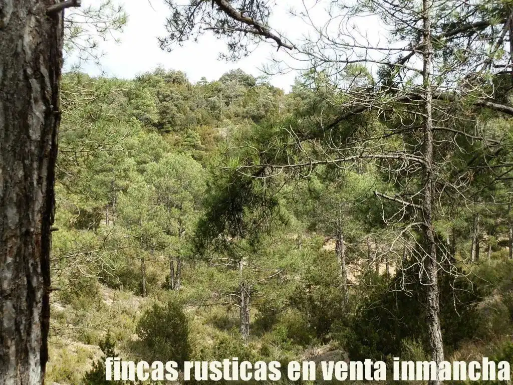 Terreni e lotti in vendita a Carboneras de Guadazaón, imagen 2