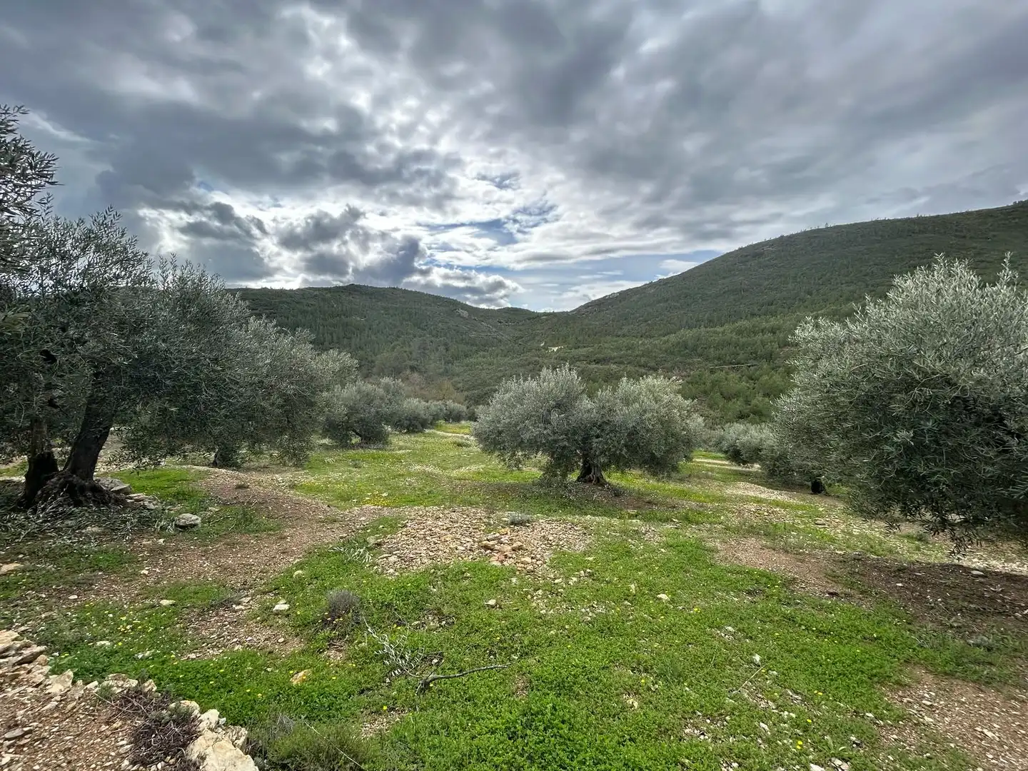 Land for sale in Biure