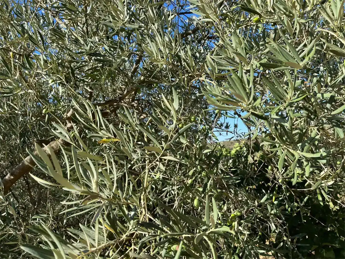 Jardí de Finca rústica en venda en Málaga Capital