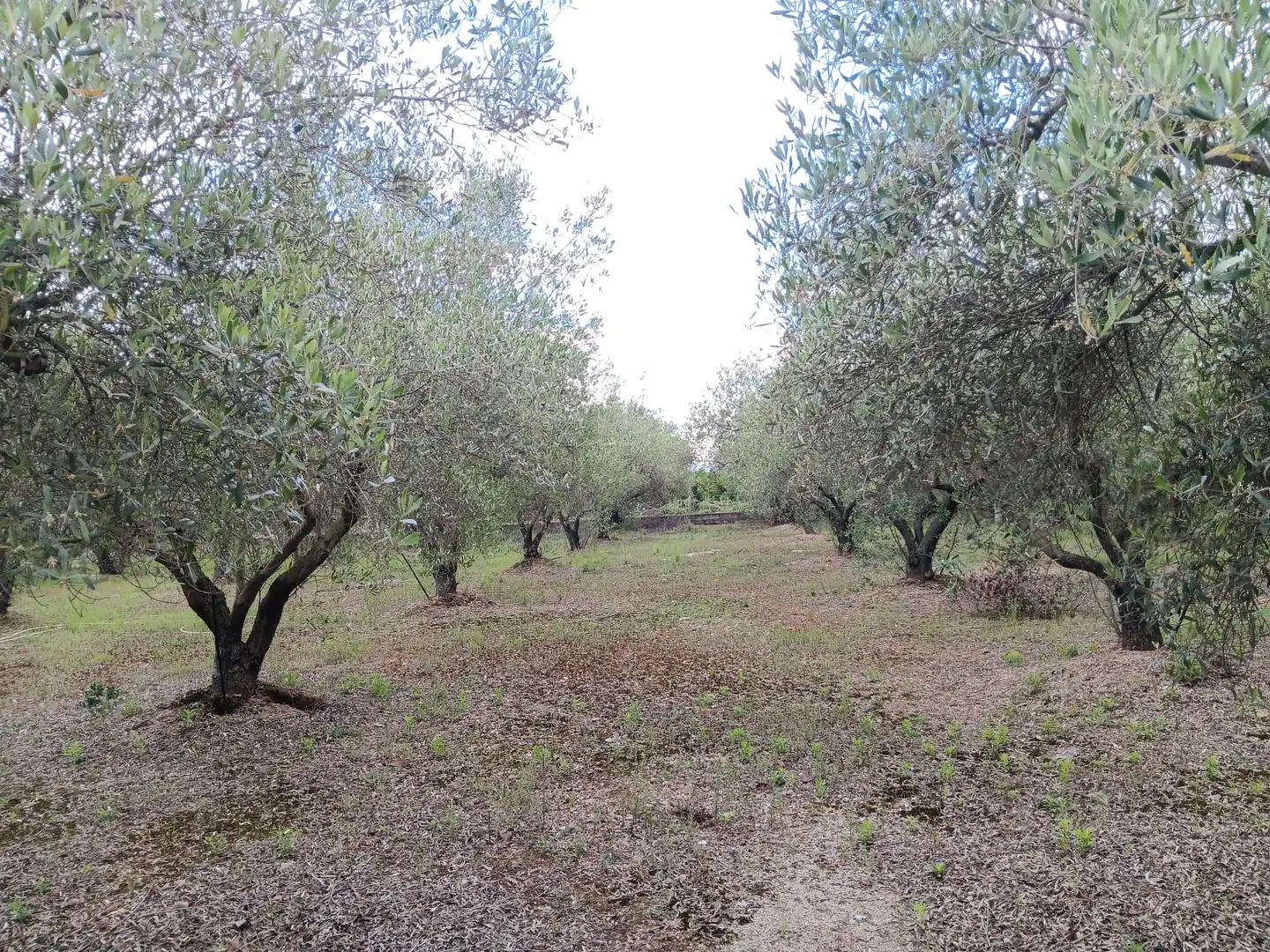 Casa o chalet en venta en Tortosa con Jardín privado