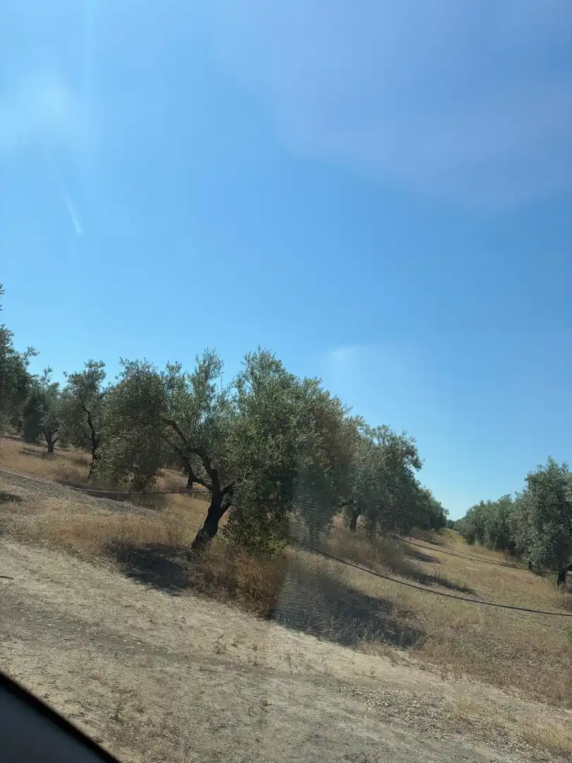 Terreny rústic en venda a Aguilar de la Frontera, imagen 4