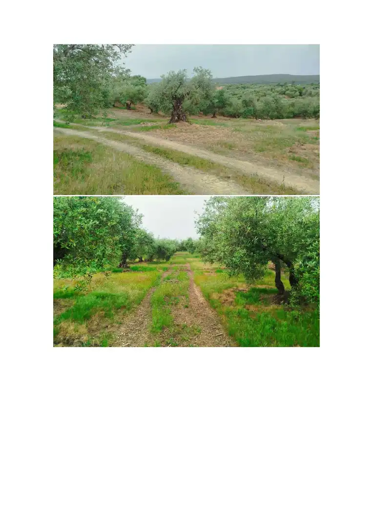 Terreno en venta en Hornachuelos