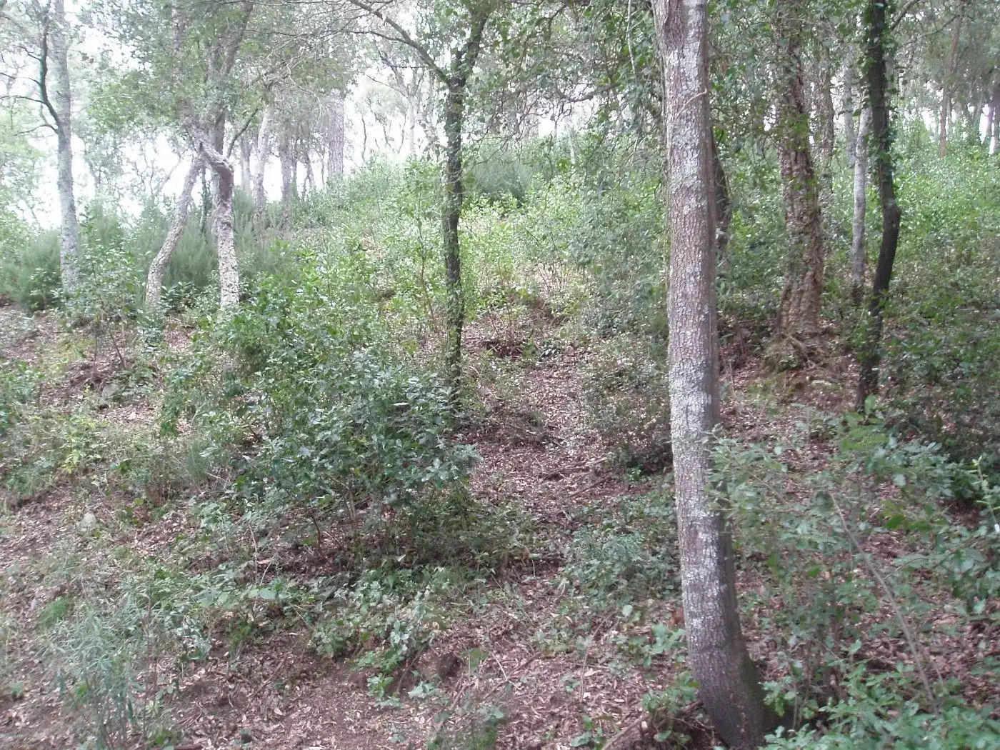 Residencial en venda en Santa Cristina d'Aro