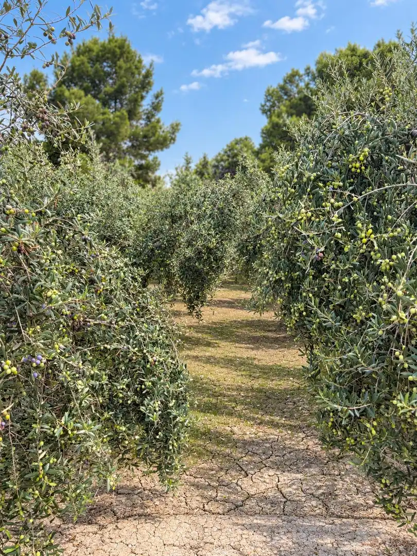 Casa rústica amb jardí en venda a Alguazas, imagen 40