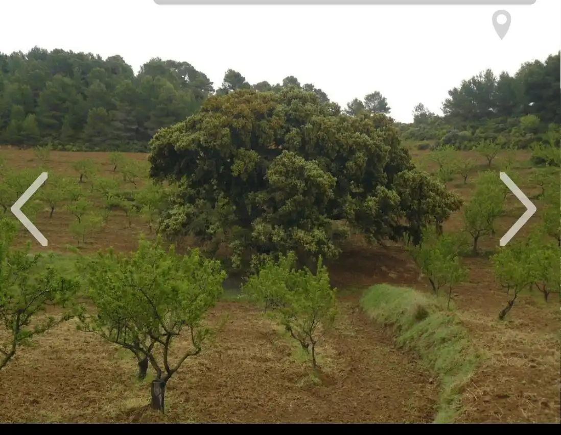 Terreny rústic en venda a Tébar - Los Arejos, imagen 9
