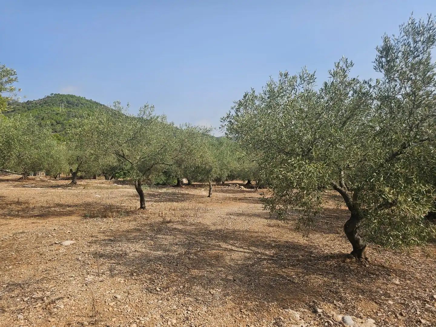 Terreno en venta en Alcanar