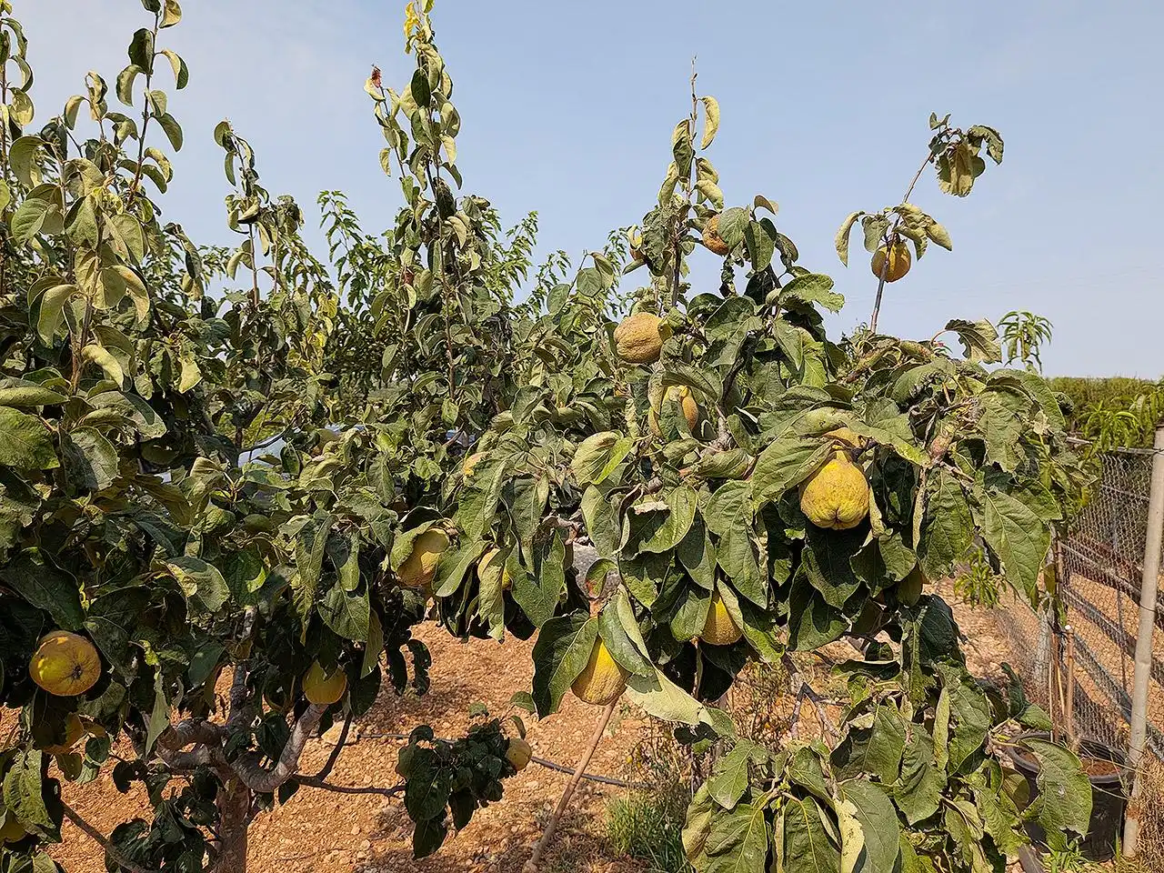 Jardí de Finca rústica en venda en Vinaròs amb Terrassa i Piscina