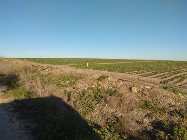 Terreno en Venta en Arcos de la Frontera