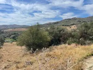 Land for sale in Monda