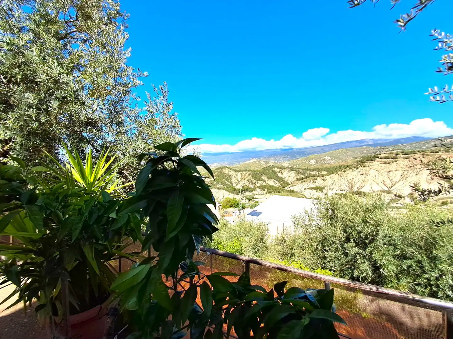 Vista exterior de Finca rústica en venda en Alcolea amb Aire condicionat, Jardí privat i Piscina