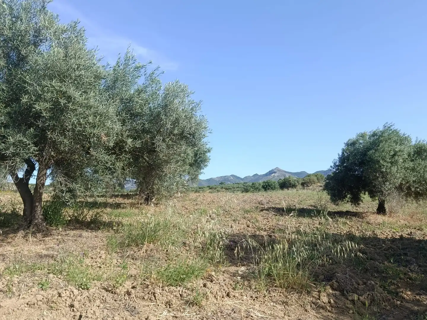 Terreni e lotti in vendita a Alquería - Torrealquería, imagen 10