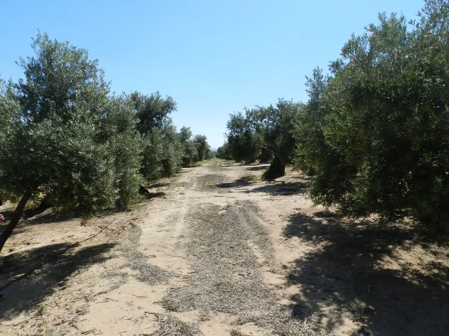 Terreni e lotti in vendita a Bailén