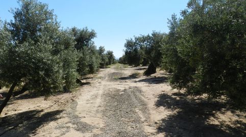 Finca de olivos entre Bailen y Andújar