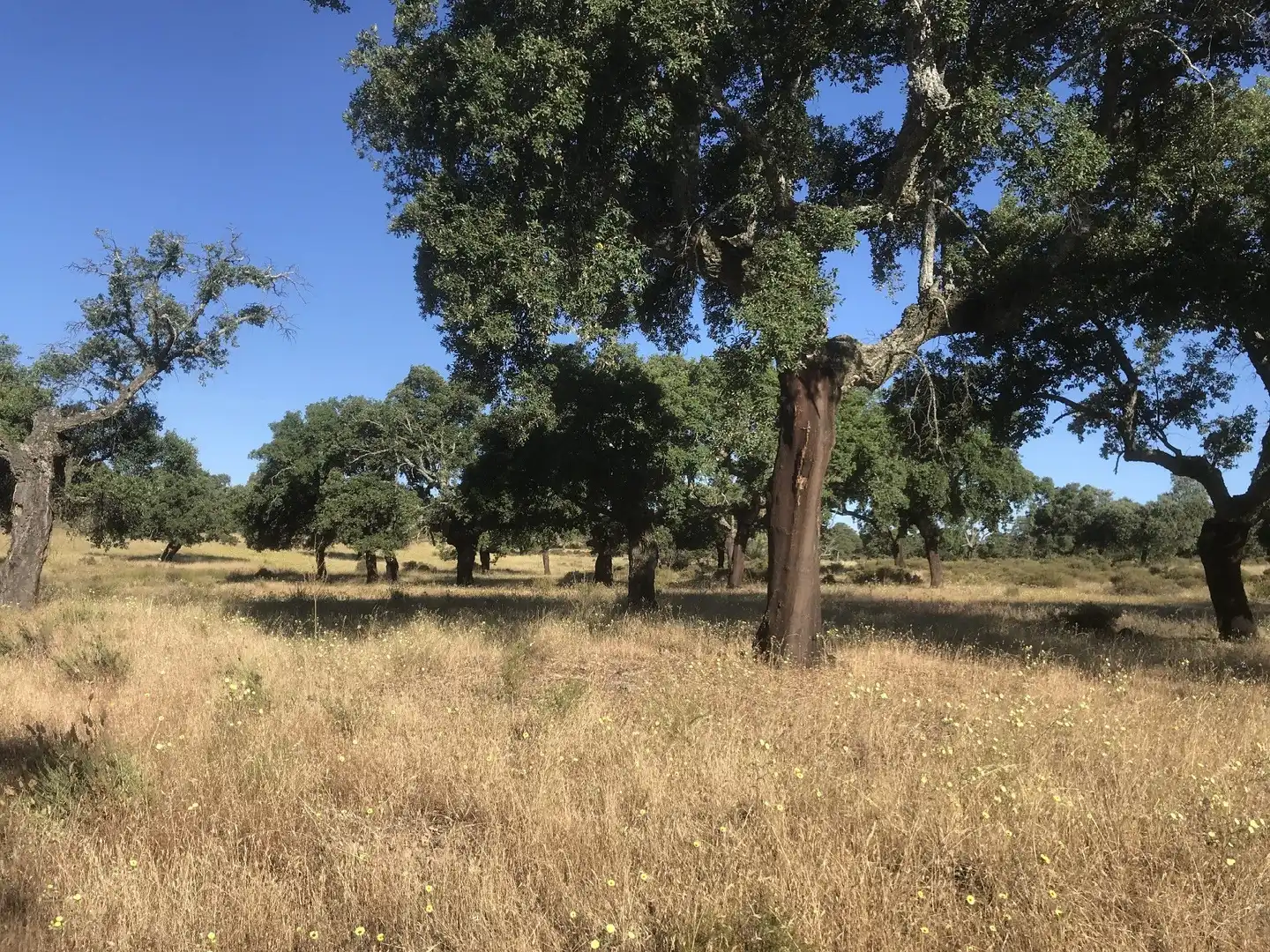 Terreni e lotti in vendita a Malpartida de Plasencia
