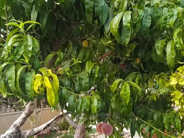 Jardí de Pis en venda en Orihuela amb Aire condicionat i Terrassa