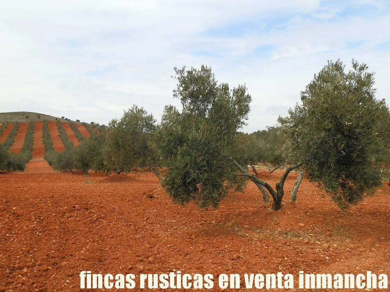 Rural land for sale in Valdepeñas, imagen 2