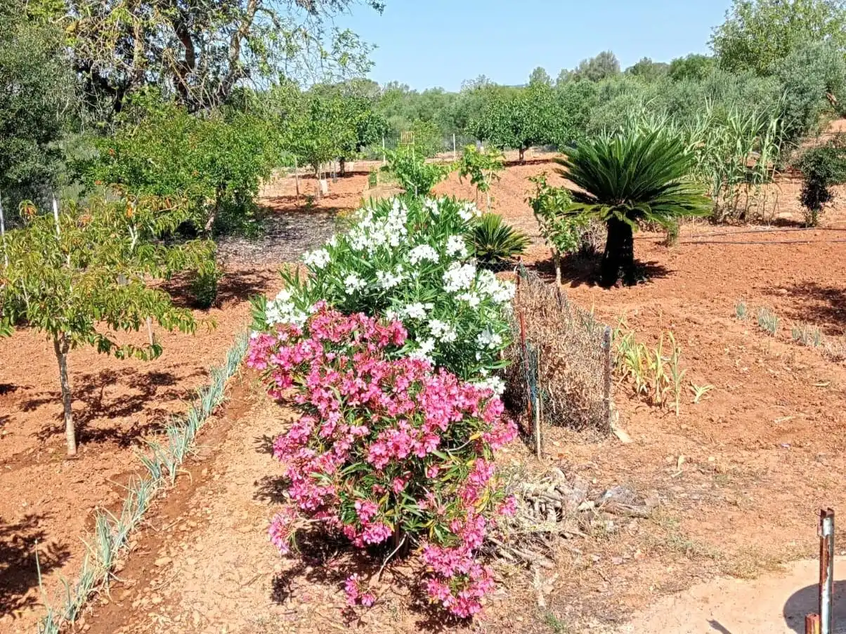 Casa o chalet en venta en Porreres