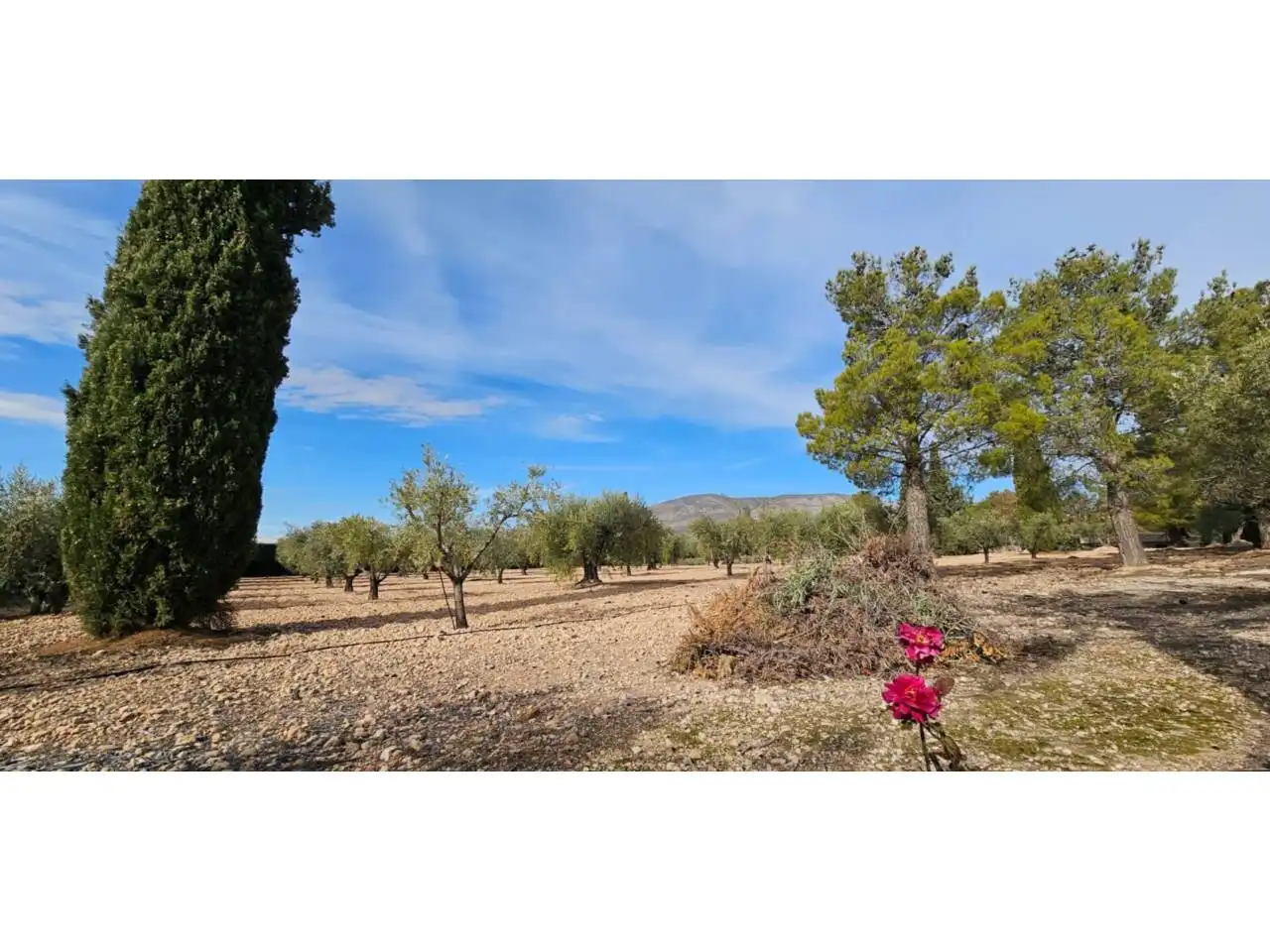 Chalet con piscina en venta en Jumilla, imagen 70