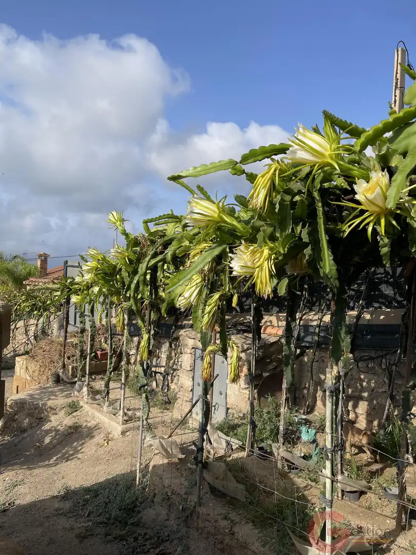 Jardín de Finca rústica en venta en Salobreña con Terraza y Piscina